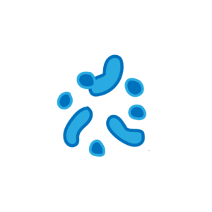 Staphylococcus aureus (CSUR QA0583)